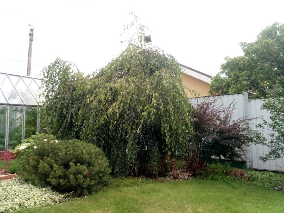 Бетула Пендула Юнги