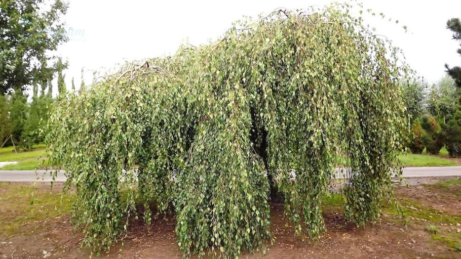 Береза повислая Fastigiata