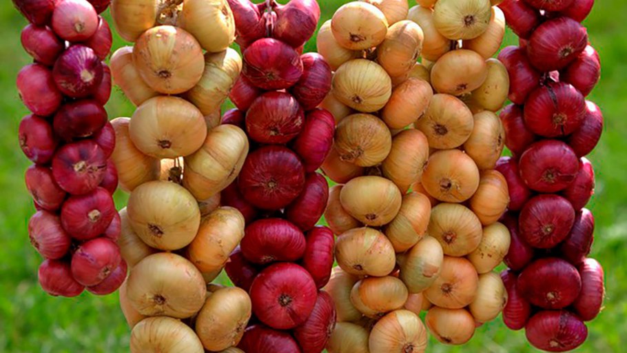 Стих про лук для детей