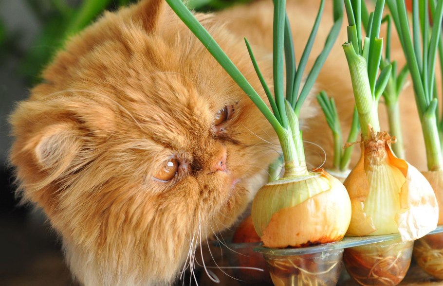 Лук репчатый и чеснок