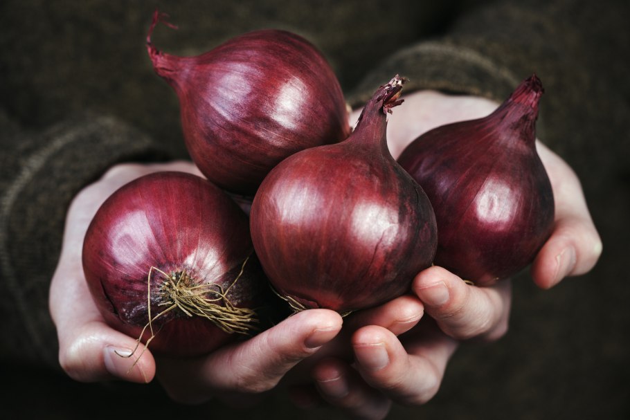 Allium Cepa — репчатый лук