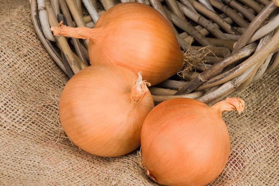 Лук репчатый классика 1г 725489