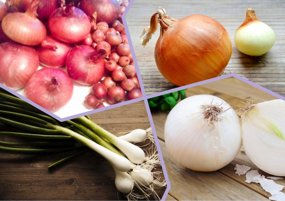 Красный лук на белом фоне