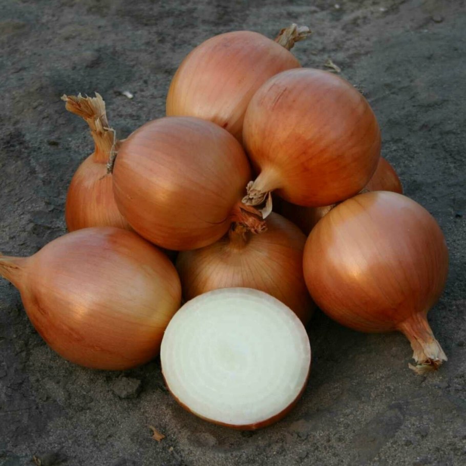 Лук на перо и репку 1г ц/п СЕДЕК