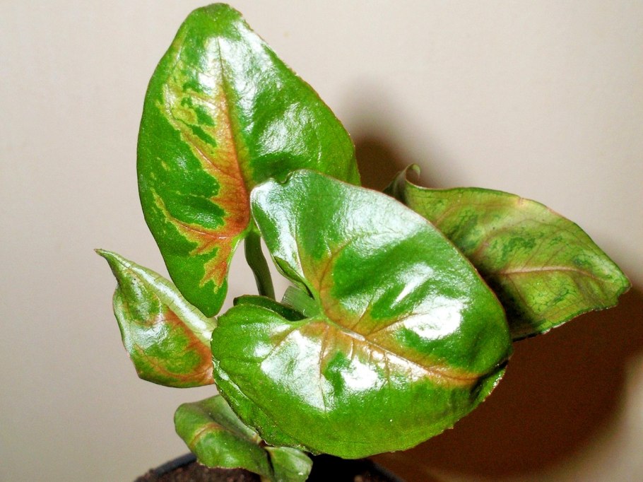 Сингониум конфетти Триколор