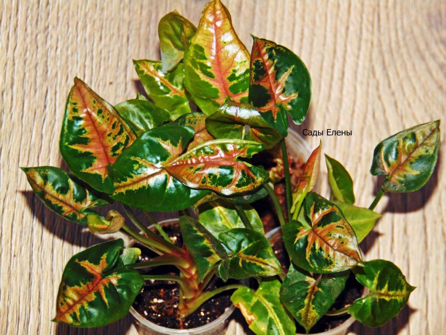 Сингониум Тиффани мини