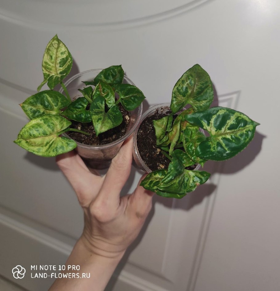 Сингониум Pink Splash