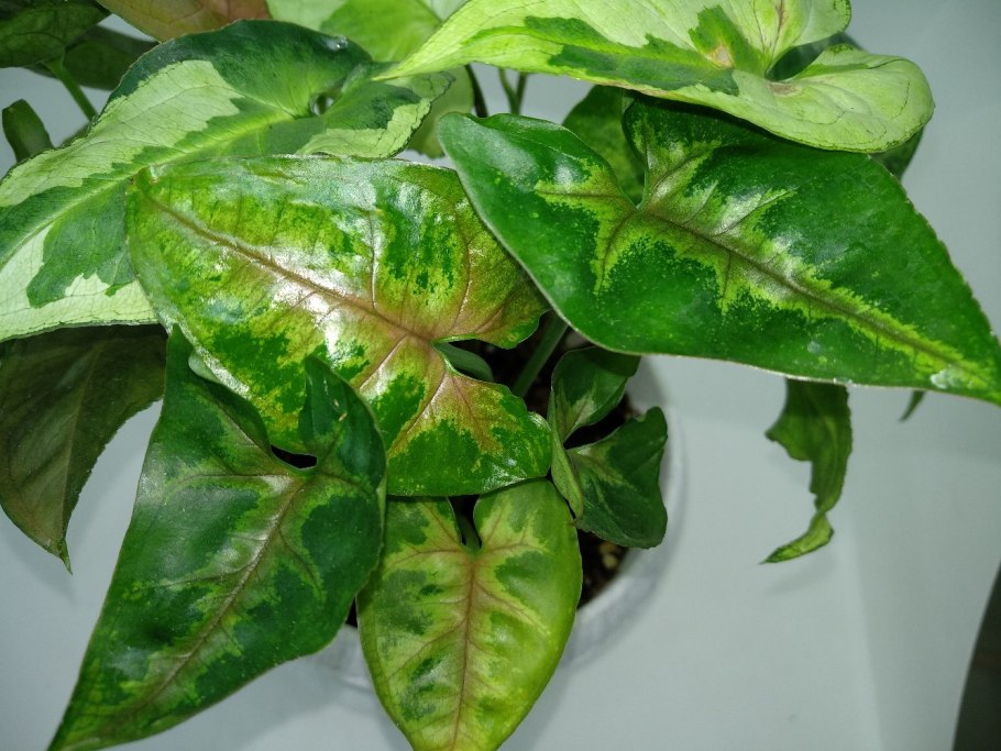 Сингониум Тиффани