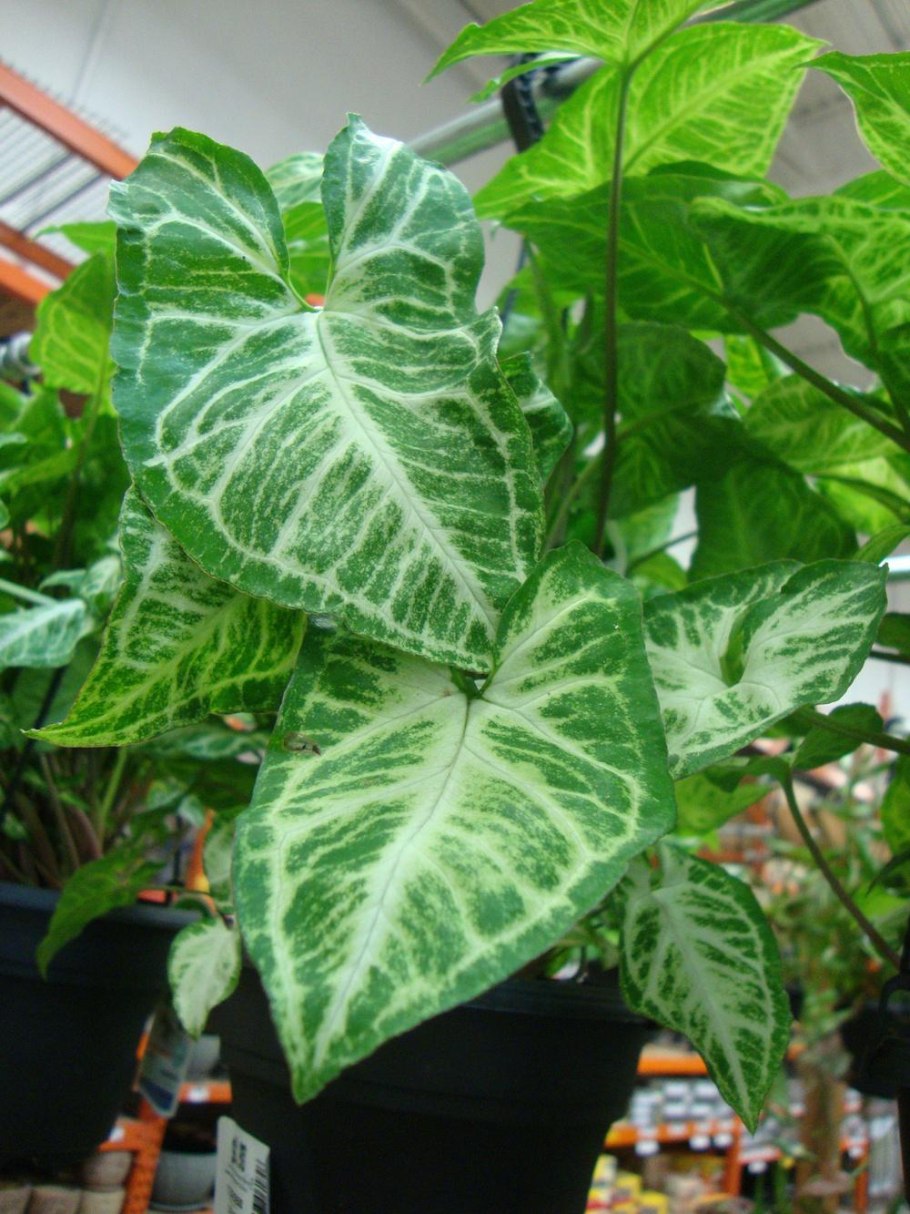 Syngonium podophyllum moonshine