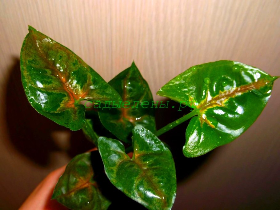 Сингониум Кристмас клон