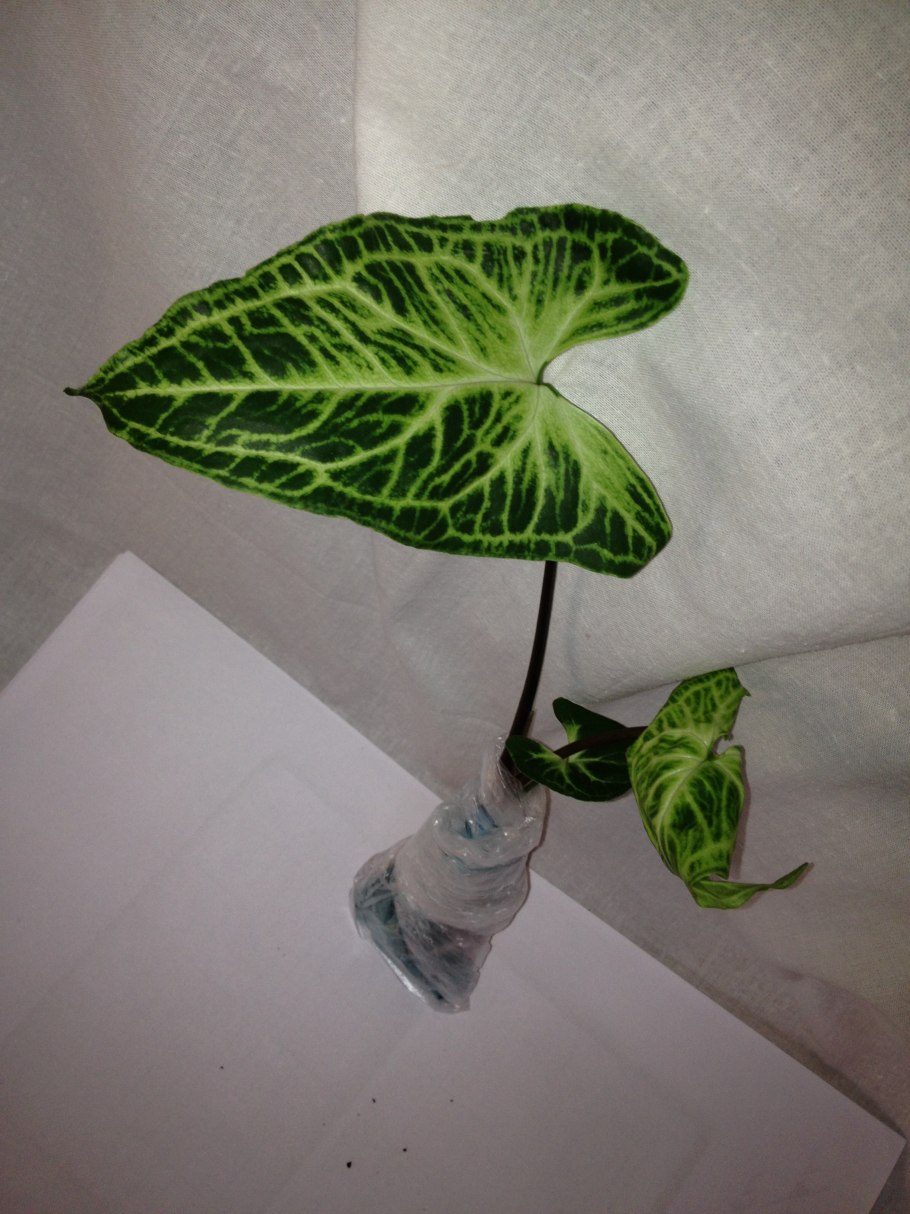 Сингониум Таурус