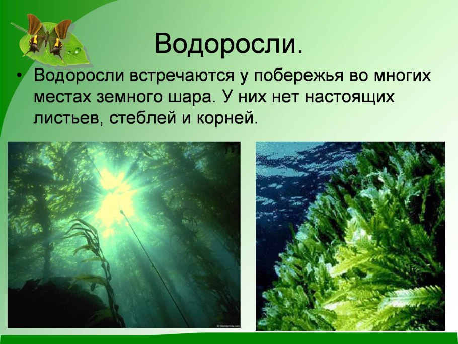 Вегетативныерганыцветкогого растения