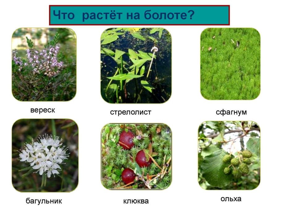 Таблица растения грибы бактерии