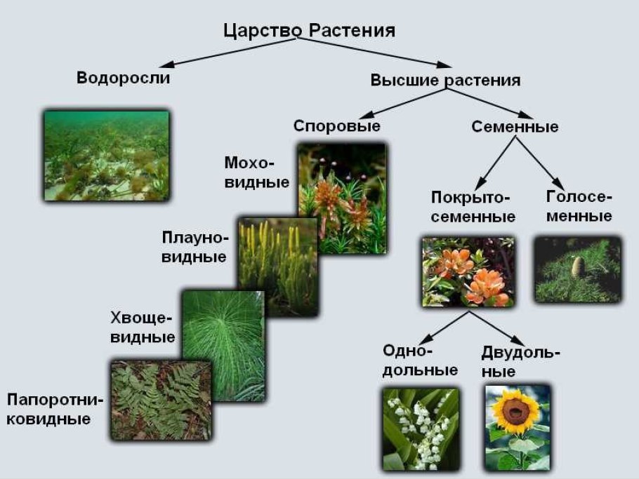 Царство растений 5 класс биология таблица