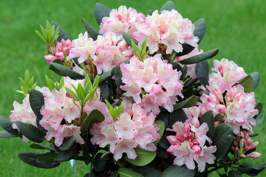 Рододендрон куст