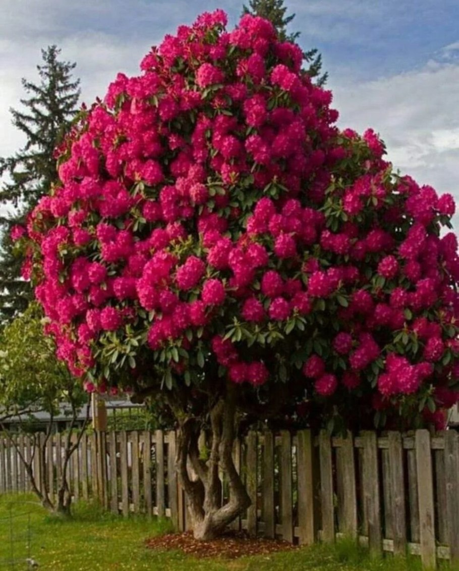 Рододендрон вьющийся