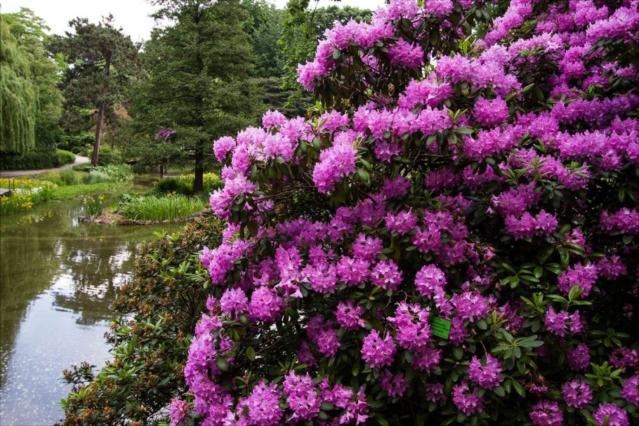 Рододендрон катевбинский grandiflorum