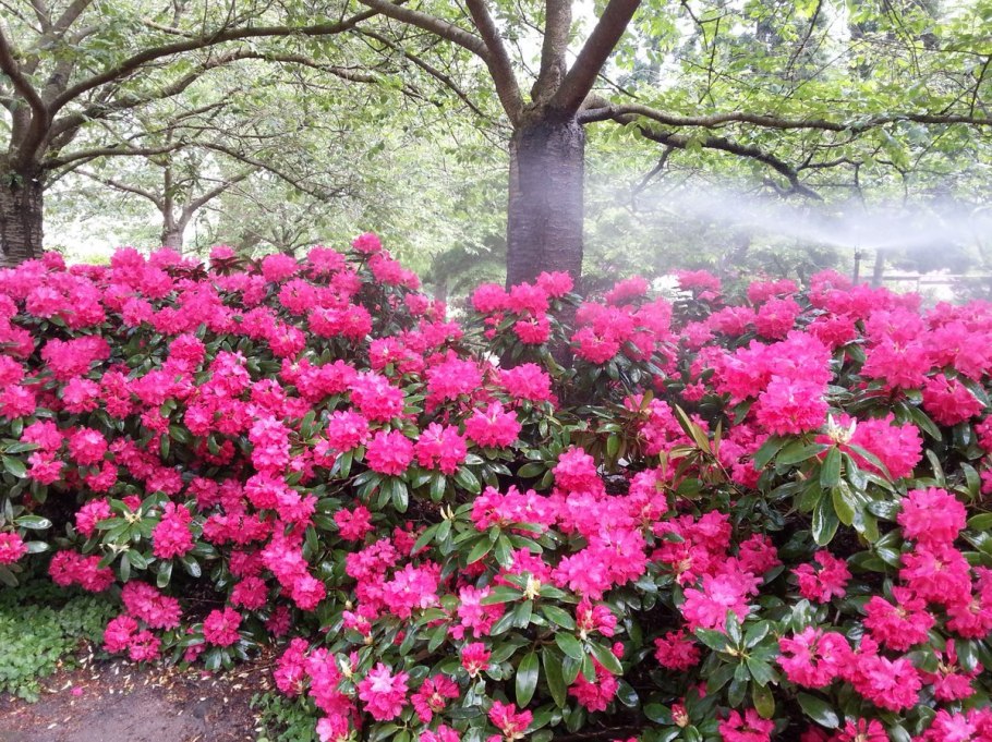 Цветы Азалия Садовая