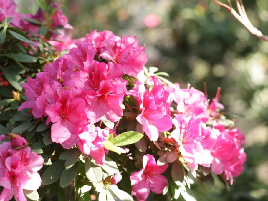 Рододендрон многолетний