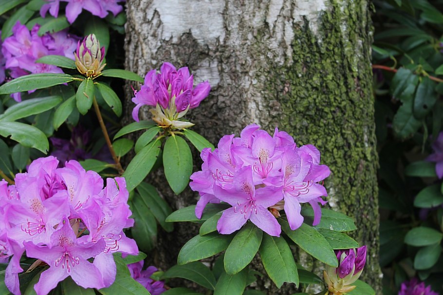 Рододендрон Rhododendron