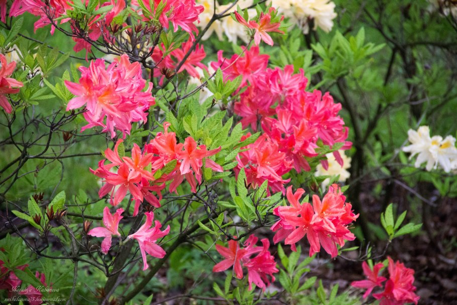 Цветущий куст рододендрон