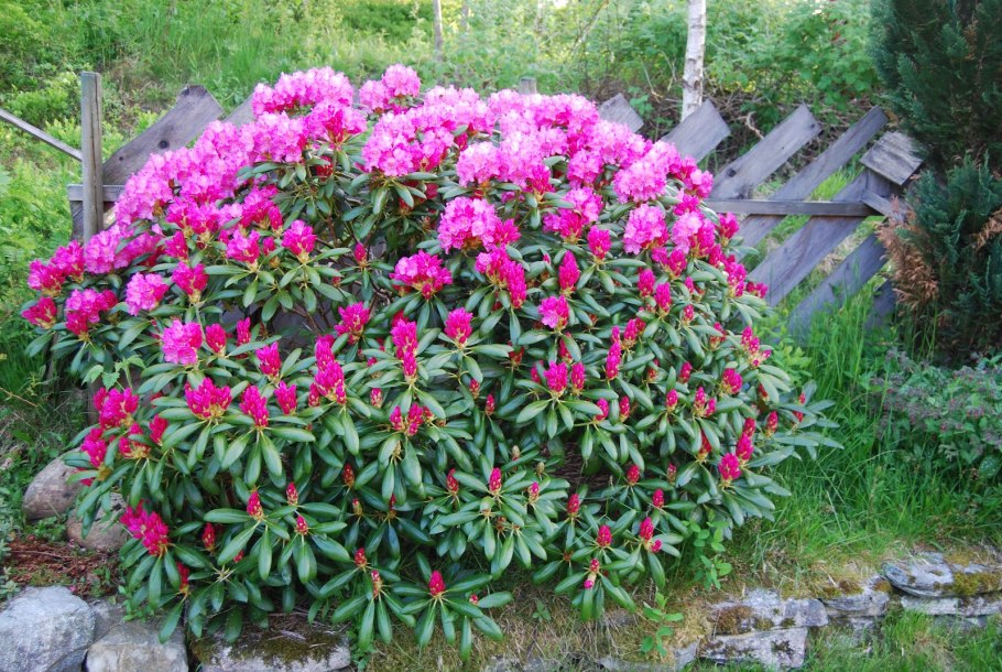 Рододендрон Nova Zembla