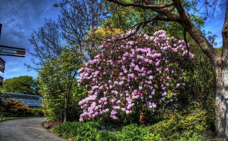 Рододендрон Боурсаулт