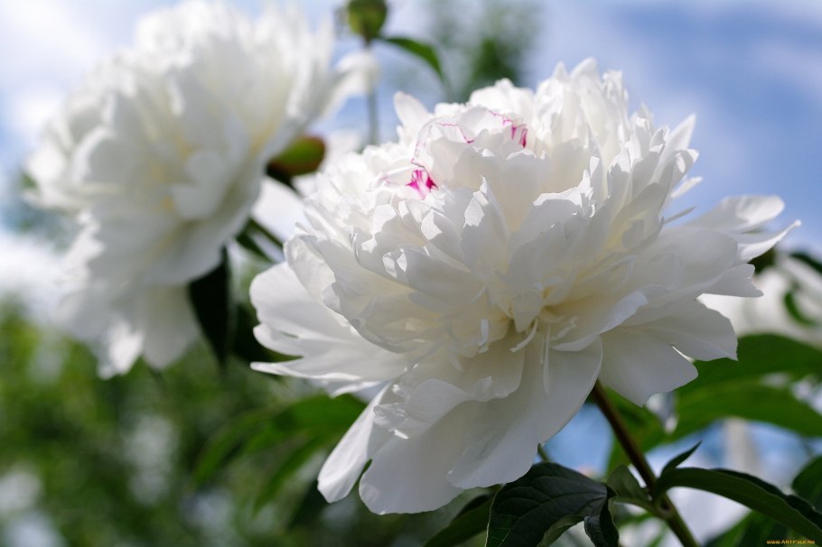 Красивые белые пионы