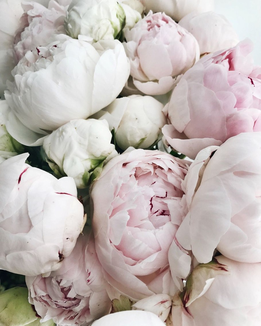 Белые пионы HD