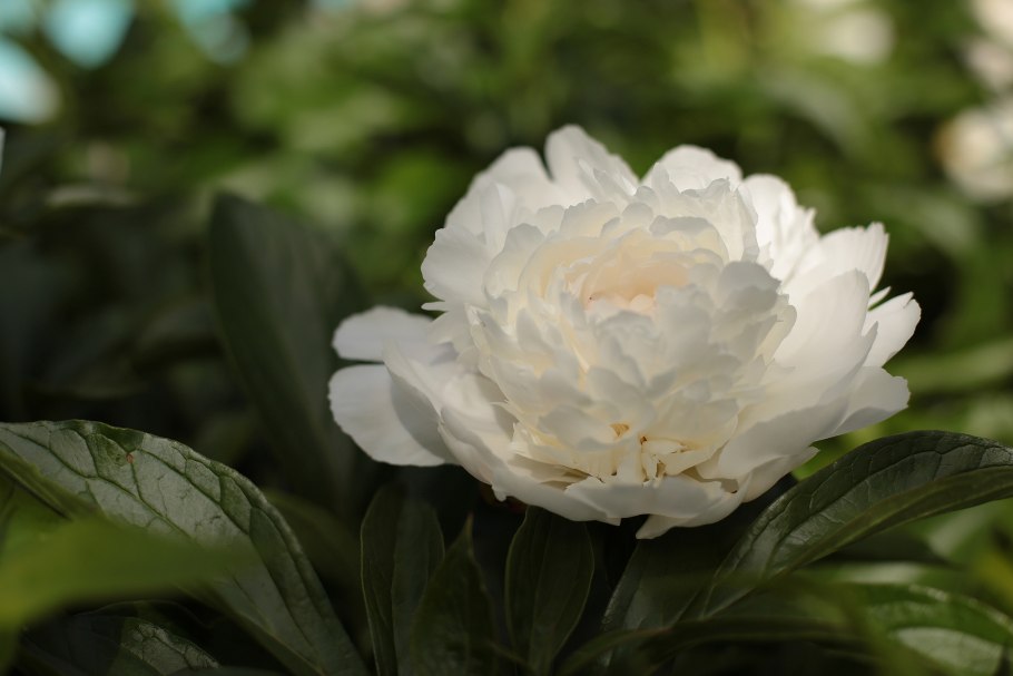 Пион травянистый зефир