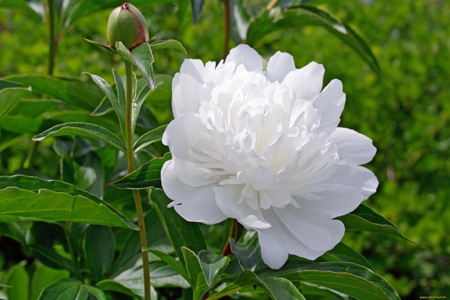 Пион Курт белый