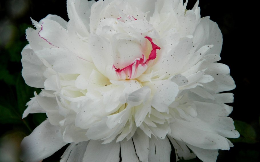 Белый пион белый лебедь