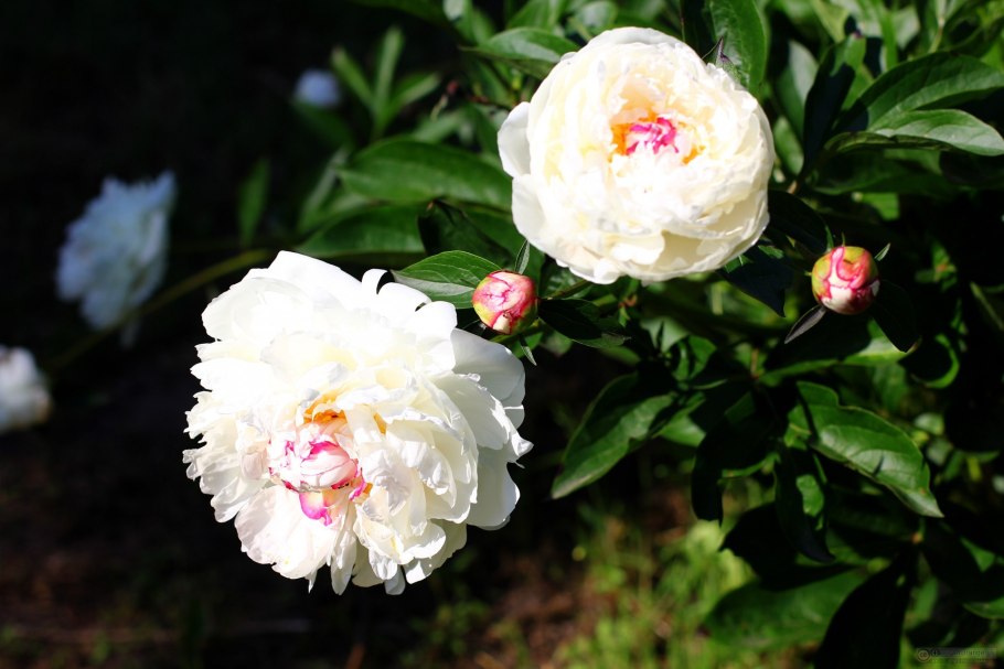 Пион Белгравия