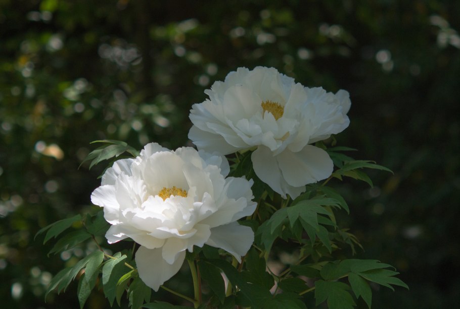 Белые пионы