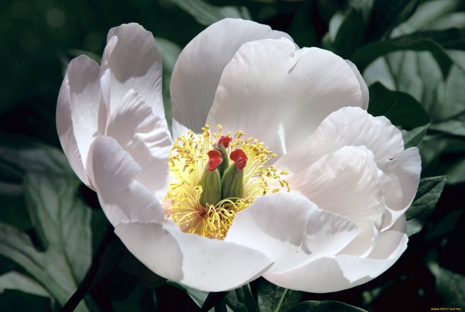 Куст белых пионов