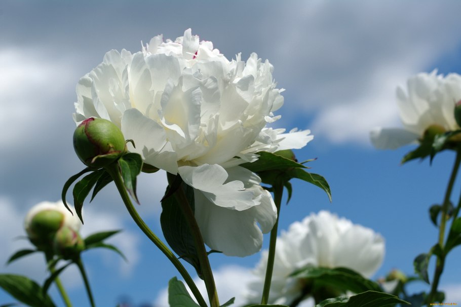 Пион Жардин белый