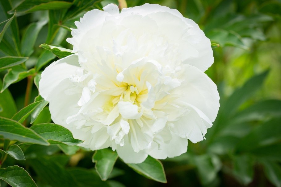 Пионы отцвели