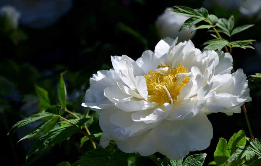 Пион лебедь