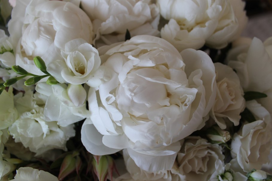 51 Белый пион