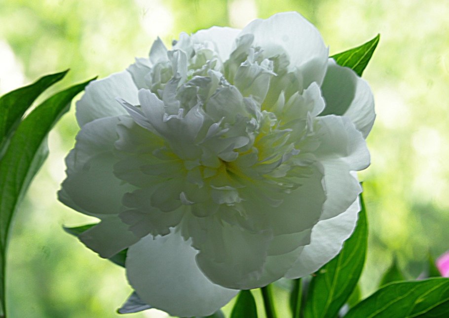 Пион молочноцветковый Гардения