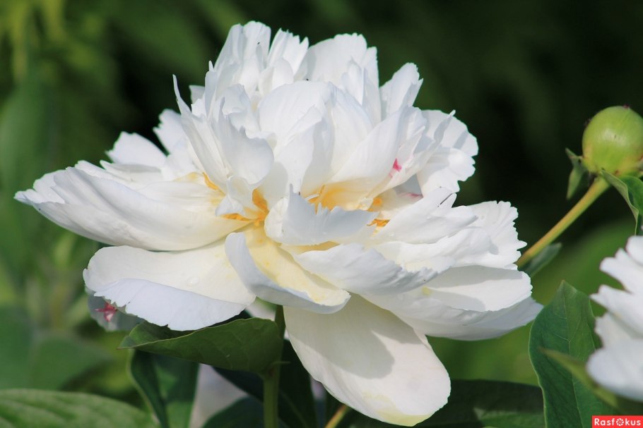 Цветы пионы белые