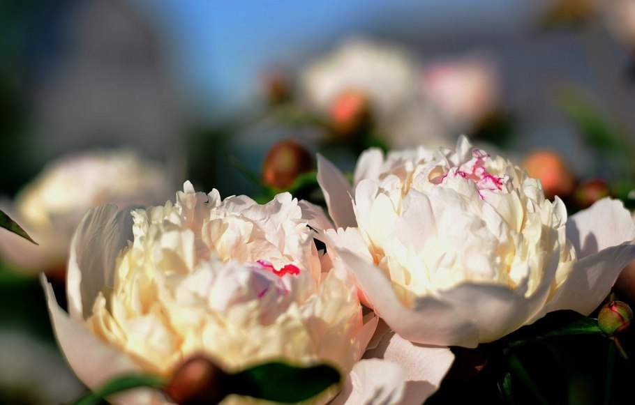 Роза Вайт пион