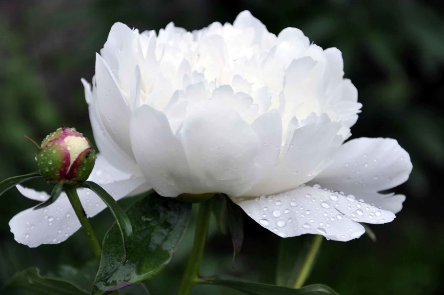 Пион Камелия Уайт