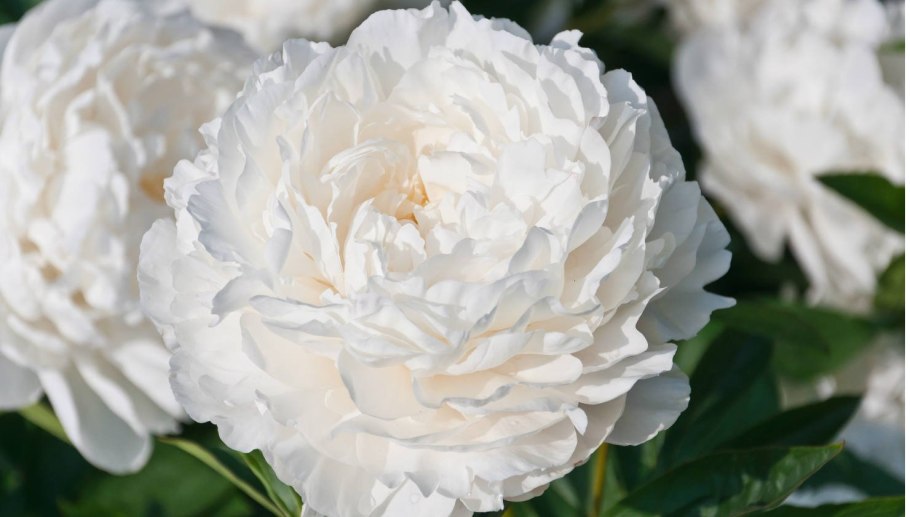 Пионы Дюшес букет