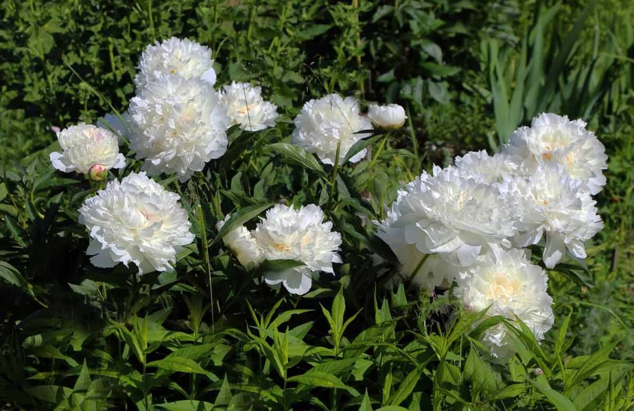 Пион Белоцветущий