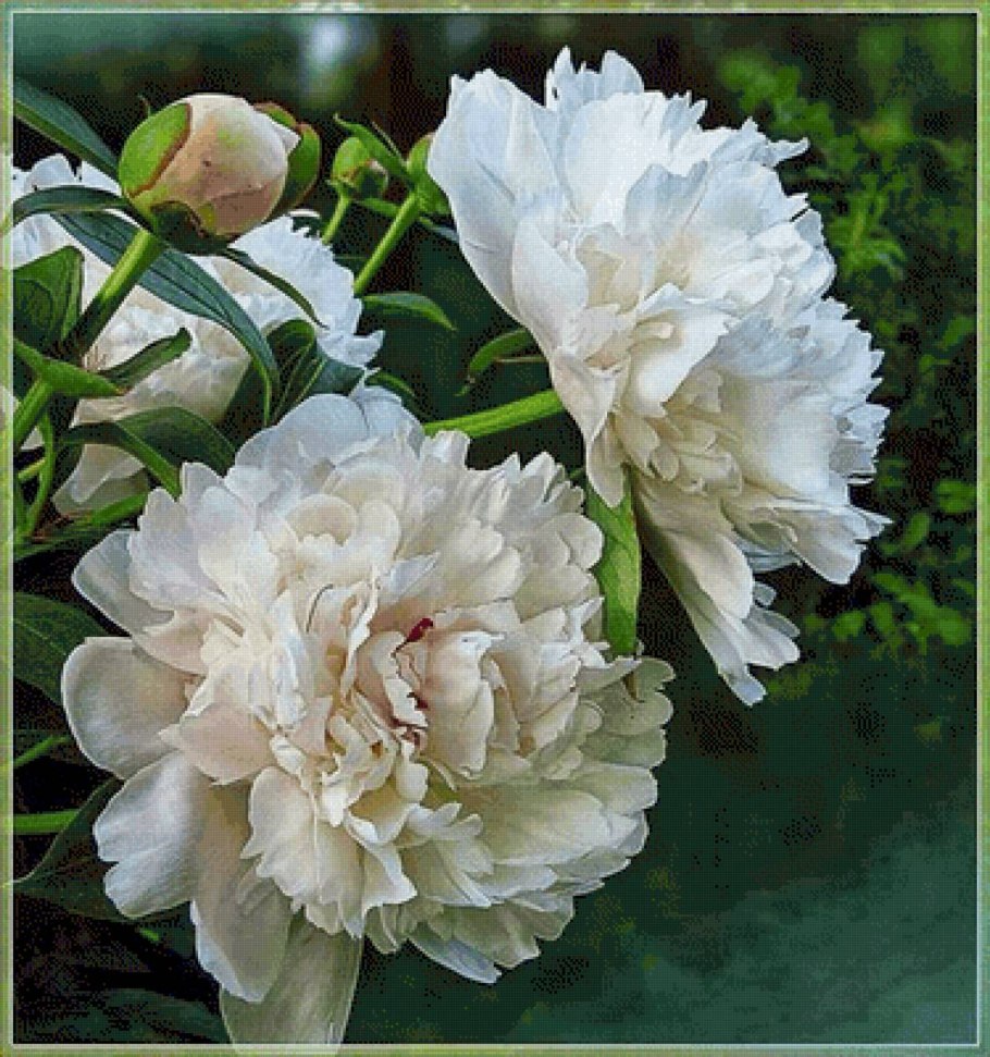 Пион Madame Gaudichau