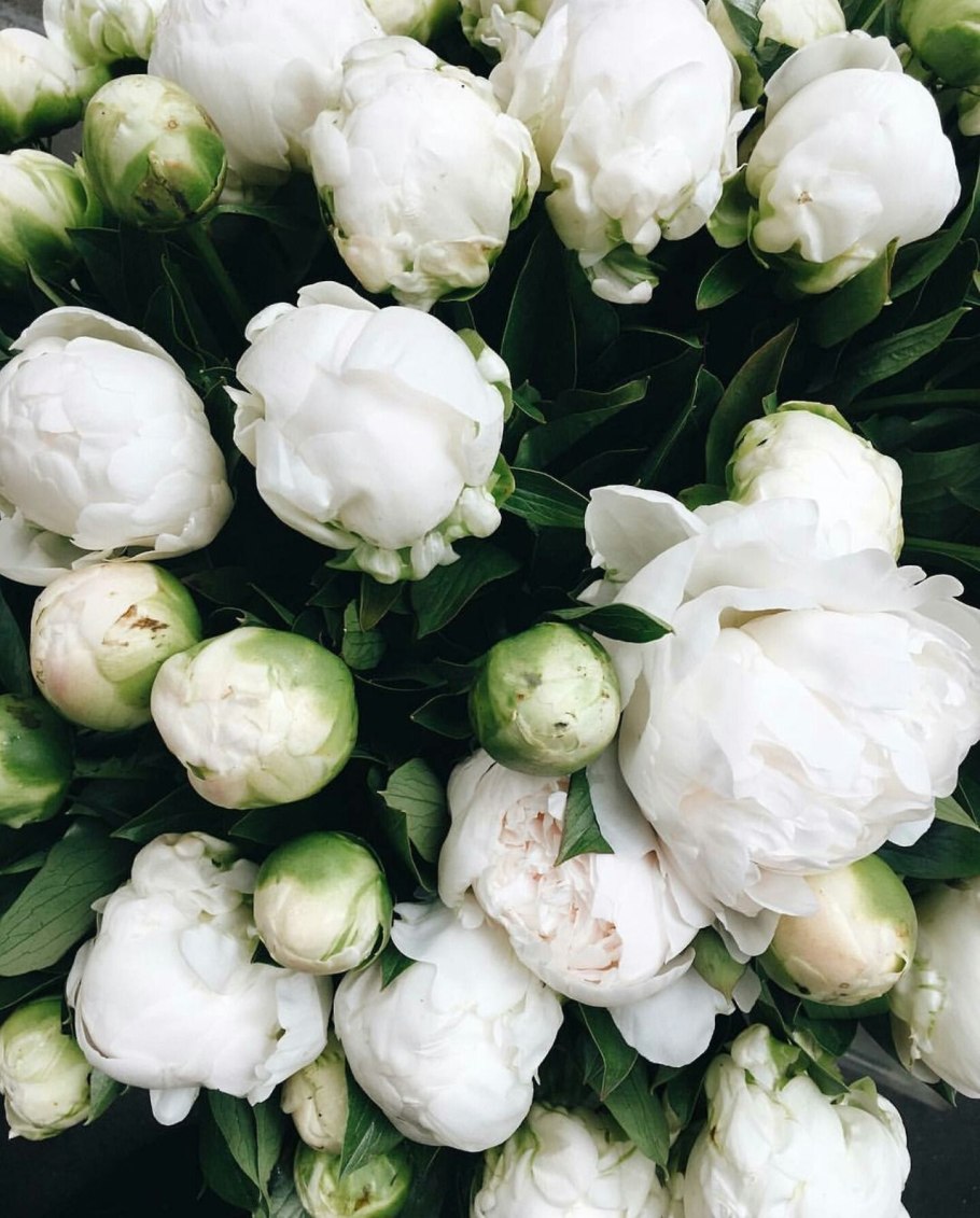 Пион молочноцветковый Double White