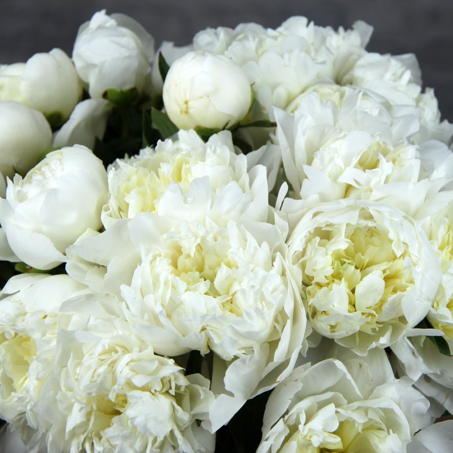 Пион белый Парус