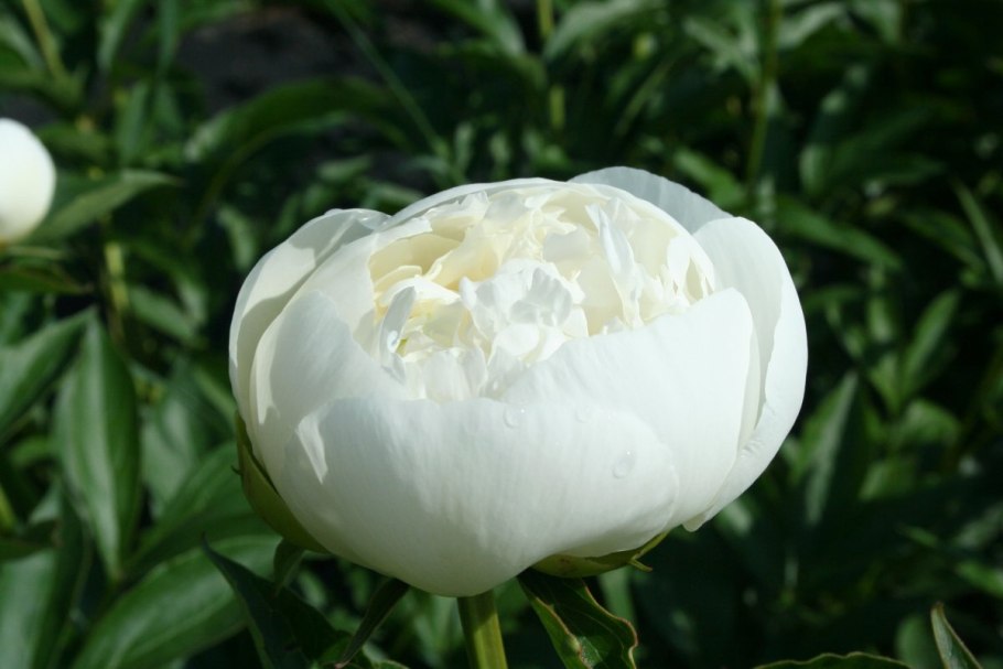 Цветы пионы белые