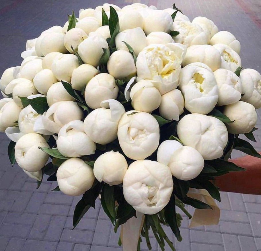 Пион Ивнинг Дрим